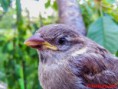 /album/pasari/vrabiuta-11-jpg/